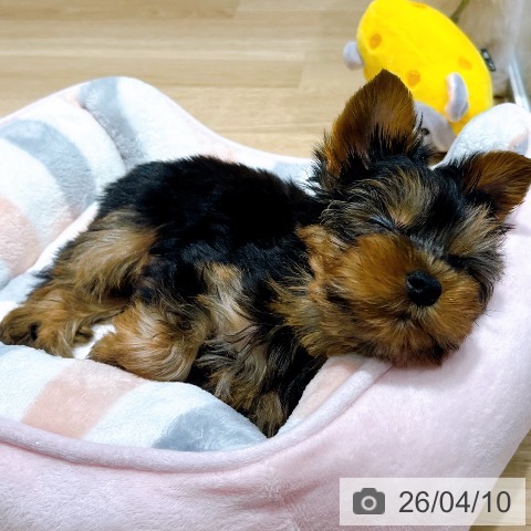 大阪府のヨークシャーテリア (ペットプラス イオン大日店/2026年2月2日生まれ/男の子/スチールブルータン)の子犬の3枚目の画像
