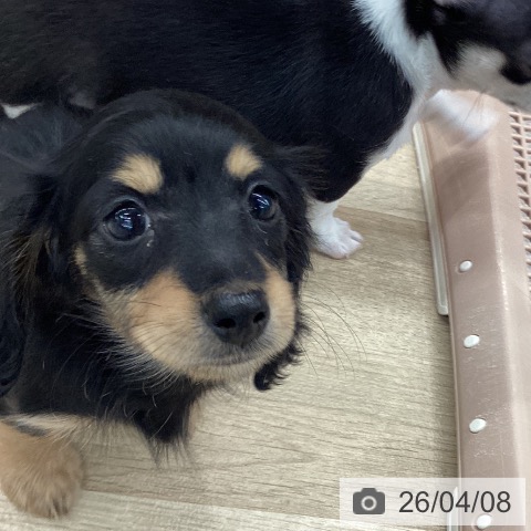 大阪府のミニチュアダックスフンド(ロング) (ペットプラス りんくう泉南店/2026年2月3日生まれ/女の子/ブラックタン)の子犬の3枚目の画像