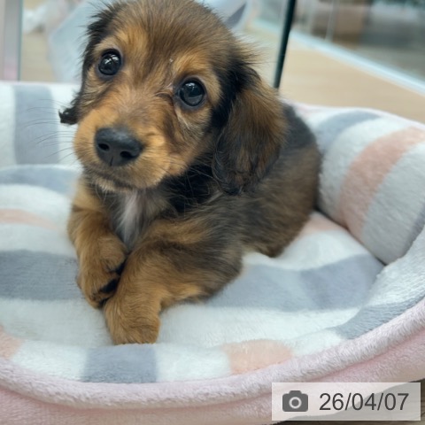 カニーンヘン・ダックスフンドの写真