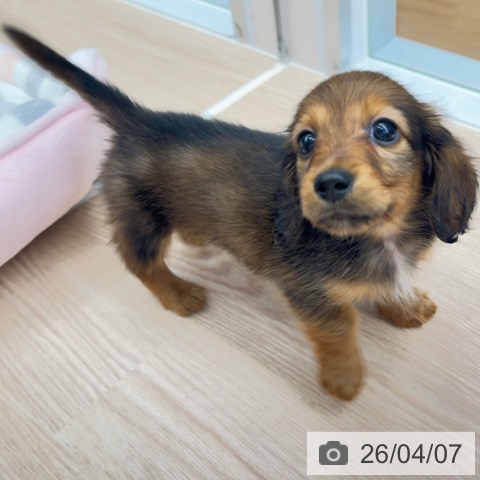 カニーンヘン・ダックスフンドの写真