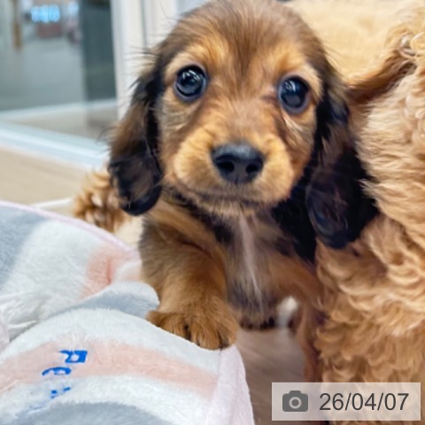 カニーンヘン・ダックスフンドの写真