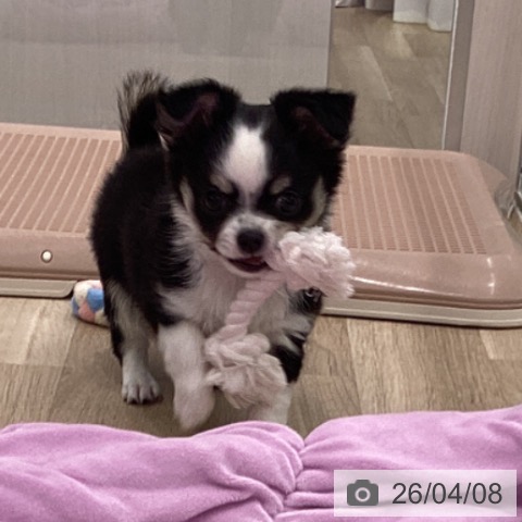 大阪府のチワワ(ロング) (ペットプラス りんくう泉南店/2026年2月2日生まれ/男の子/ブラックタンホワイト)の子犬の4枚目の画像