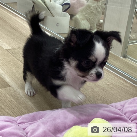 大阪府のチワワ(ロング) (ペットプラス りんくう泉南店/2026年2月2日生まれ/男の子/ブラックタンホワイト)の子犬の3枚目の画像