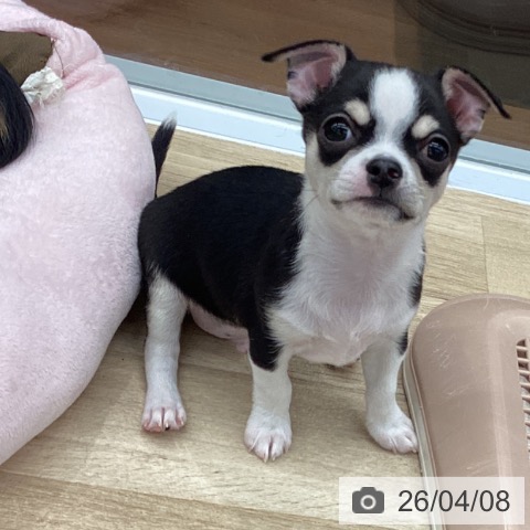 大阪府のチワワ(ロング) (ペットプラス りんくう泉南店/2026年2月2日生まれ/男の子/ブラックタンホワイト)の子犬の4枚目の画像