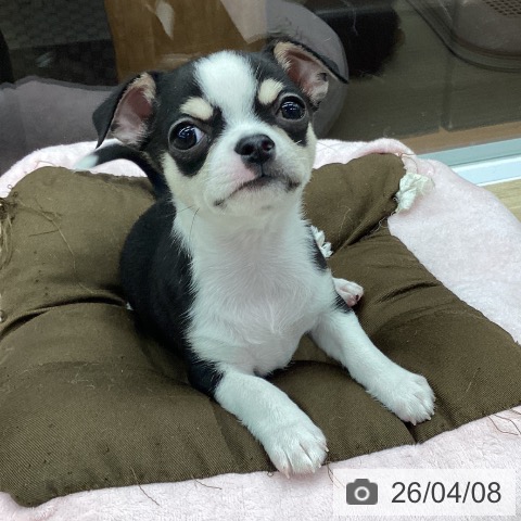 大阪府のチワワ(ロング) (ペットプラス りんくう泉南店/2026年2月2日生まれ/男の子/ブラックタンホワイト)の子犬の3枚目の画像