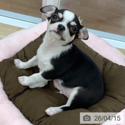 大阪府のチワワ(ロング) (ペットプラス りんくう泉南店/2026年2月2日生まれ/男の子/ブラックタンホワイト)の子犬の3枚目の画像