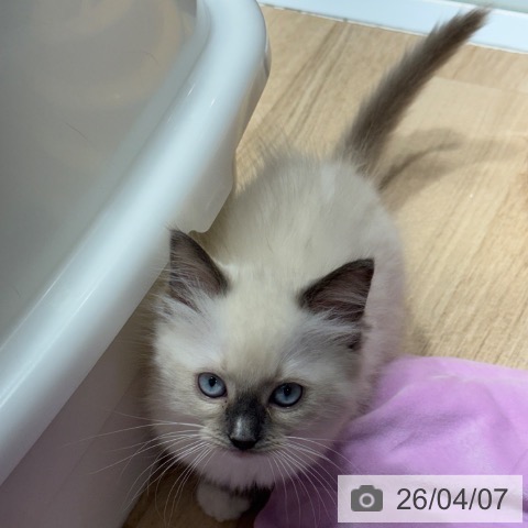 ラグドールの写真