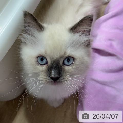 ラグドールの写真