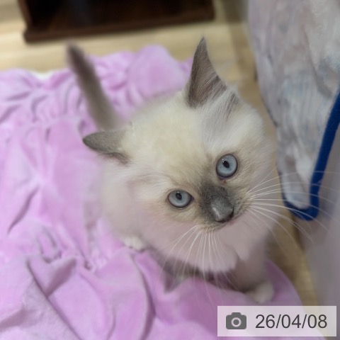 大阪府のラグドール (ペットプラス 四條畷店/2026年2月4日生まれ/女の子/ブルーポイントミテッド)の子猫の4枚目の画像