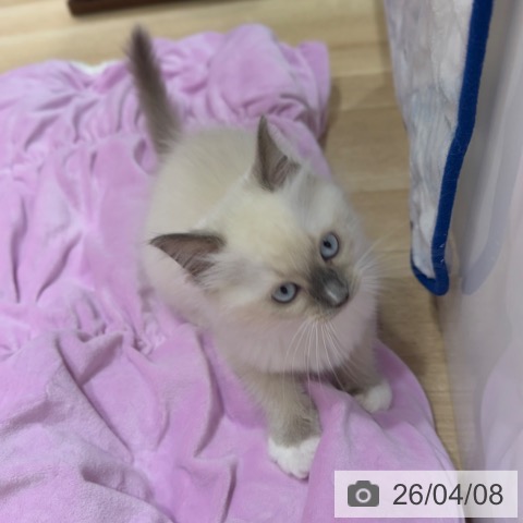 大阪府のラグドール (ペットプラス 四條畷店/2026年2月4日生まれ/女の子/ブルーポイントミテッド)の子猫の3枚目の画像
