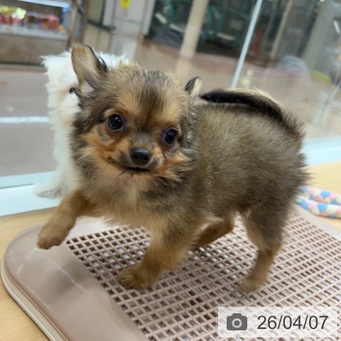 京都府のチワワ(ロング) (ペットプラス 醍醐店/2026年2月3日生まれ/女の子/レッド)の子犬の4枚目の画像