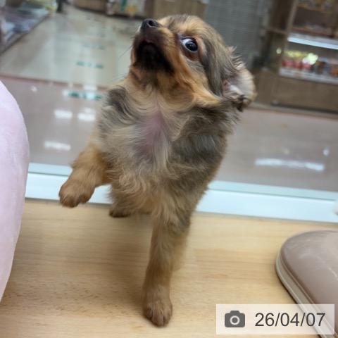 京都府のチワワ(ロング) (ペットプラス 醍醐店/2026年2月3日生まれ/女の子/レッド)の子犬の3枚目の画像