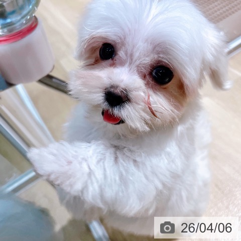 大阪府のマルチーズ (ペットプラス イオン大日店/2026年1月22日生まれ/女の子/ホワイト)の子犬の4枚目の画像