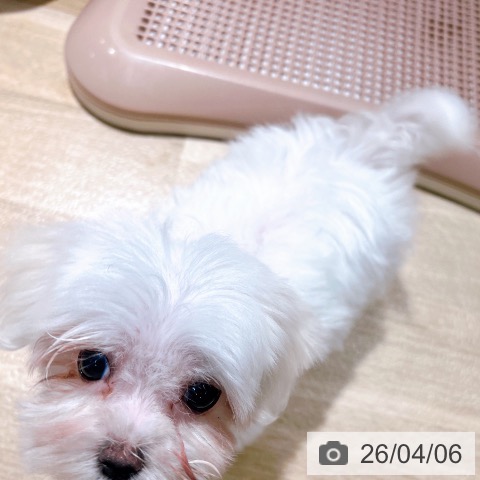 大阪府のマルチーズ (ペットプラス イオン大日店/2026年1月22日生まれ/女の子/ホワイト)の子犬の3枚目の画像