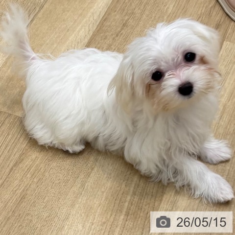 京都府のマルチーズ (ペットプラス 久御山店/2026年1月22日生まれ/女の子/ホワイト)の子犬の3枚目の画像