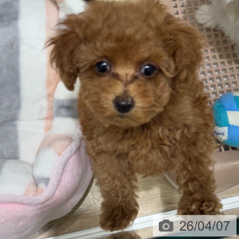 トイ・プードルの写真