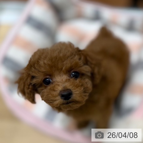 大阪府のトイプードル(トイ) (ペットプラス 四條畷店/2026年2月3日生まれ/女の子/レッドフォーン)の子犬の4枚目の画像