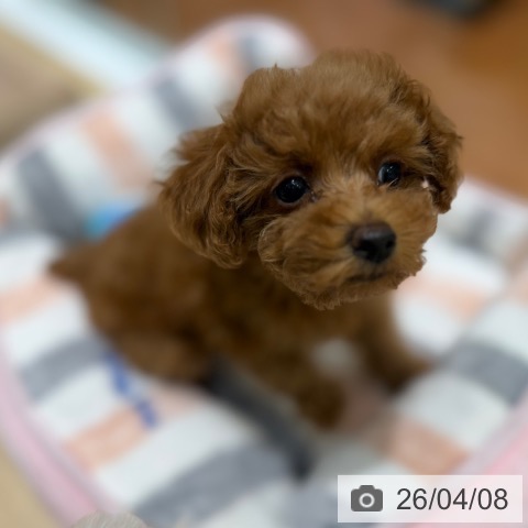 大阪府のトイプードル(トイ) (ペットプラス 四條畷店/2026年2月3日生まれ/女の子/レッドフォーン)の子犬の3枚目の画像