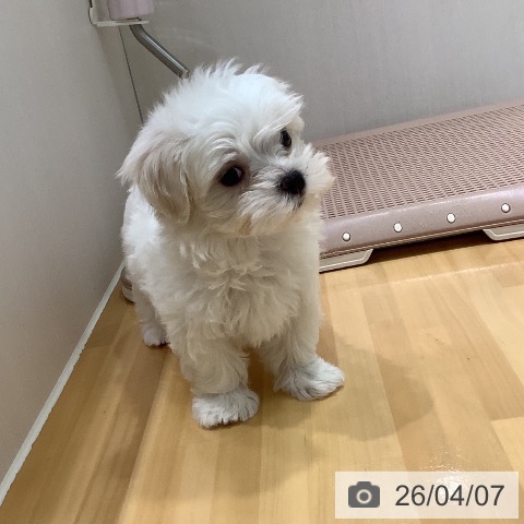 マルチーズの写真