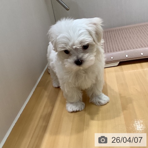 マルチーズの写真