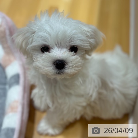 奈良県のマルチーズ (ペットプラス 大和郡山店/2026年2月2日生まれ/女の子/ホワイト)の子犬の3枚目の画像