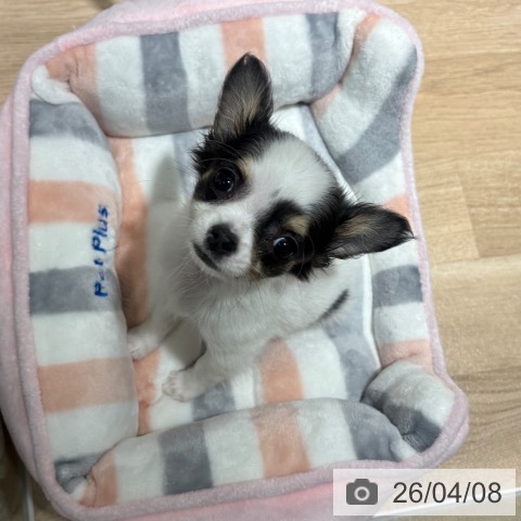 兵庫県のチワワ(ロング) (ペットプラス 神戸三宮店/2026年1月27日生まれ/女の子/ホワイトブラックタン)の子犬の4枚目の画像