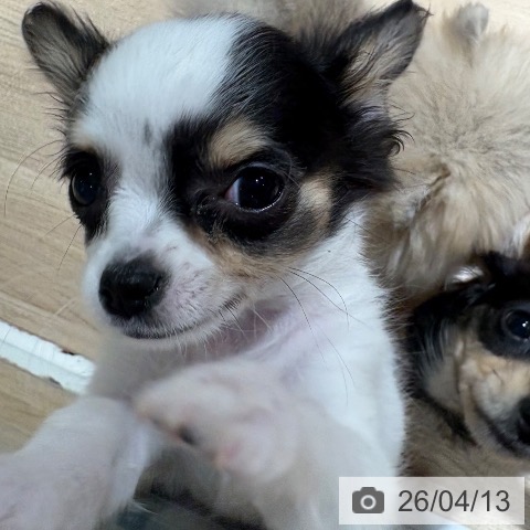 兵庫県のチワワ(ロング) (ペットプラス 神戸三宮店/2026年1月27日生まれ/女の子/ホワイトブラックタン)の子犬の3枚目の画像