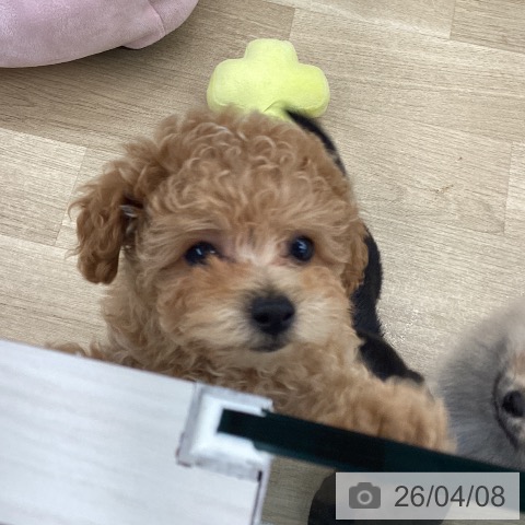 大阪府のトイプードル(トイ) (ペットプラス りんくう泉南店/2026年2月4日生まれ/女の子/オレンジフォーン)の子犬の4枚目の画像