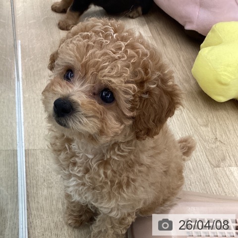 大阪府のトイプードル(トイ) (ペットプラス りんくう泉南店/2026年2月4日生まれ/女の子/オレンジフォーン)の子犬の3枚目の画像