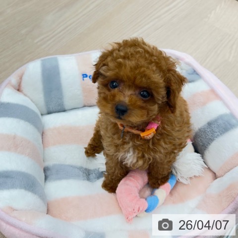 京都府のトイプードル(トイ) (ペットプラス 京都桂川店/2026年2月4日生まれ/女の子/レッドフォーン)の子犬の4枚目の画像