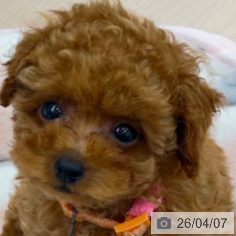 京都府のトイプードル(トイ) (ペットプラス 京都桂川店/2026年2月4日生まれ/女の子/レッドフォーン)の子犬の3枚目の画像