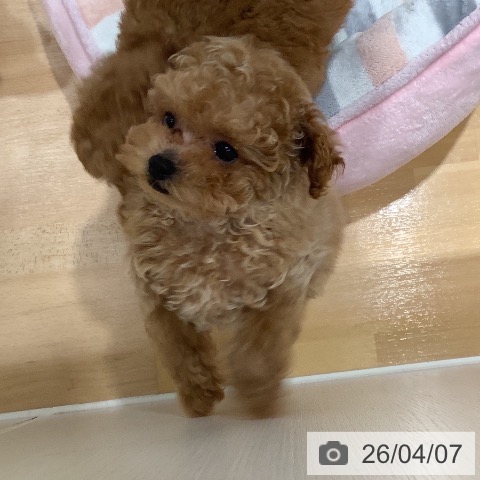 トイ・プードルの写真