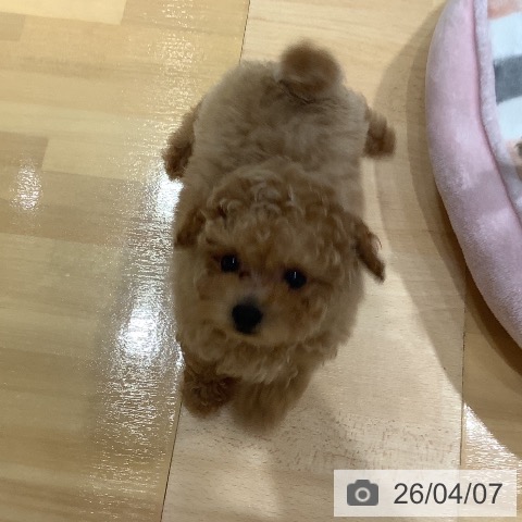 トイ・プードルの写真