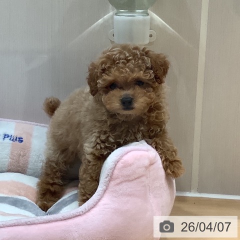 トイ・プードルの写真