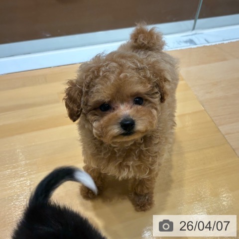 トイ・プードルの写真