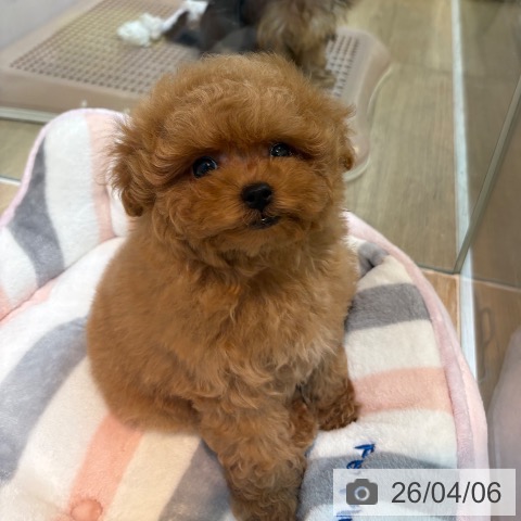 トイ・プードルの写真