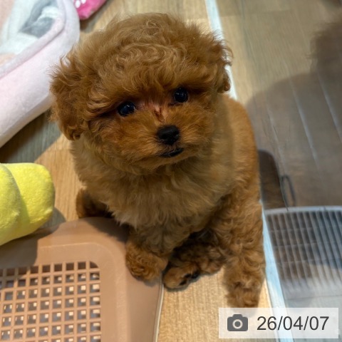 トイ・プードルの写真