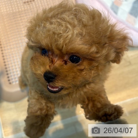 トイ・プードルの写真