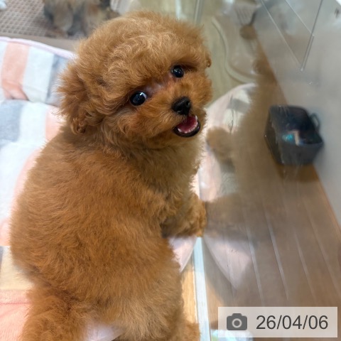 トイ・プードルの写真