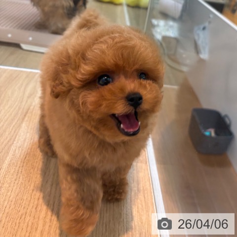 トイ・プードルの写真