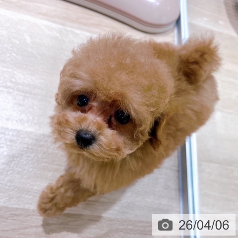 大阪府のトイプードル(トイ) (ペットプラス イオン大日店/2026年1月27日生まれ/女の子/レッド)の子犬の4枚目の画像