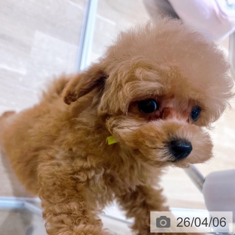 大阪府のトイプードル(トイ) (ペットプラス イオン大日店/2026年1月27日生まれ/女の子/レッド)の子犬の3枚目の画像