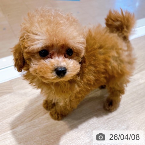 トイ・プードルの写真