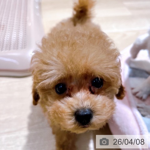 トイ・プードルの写真