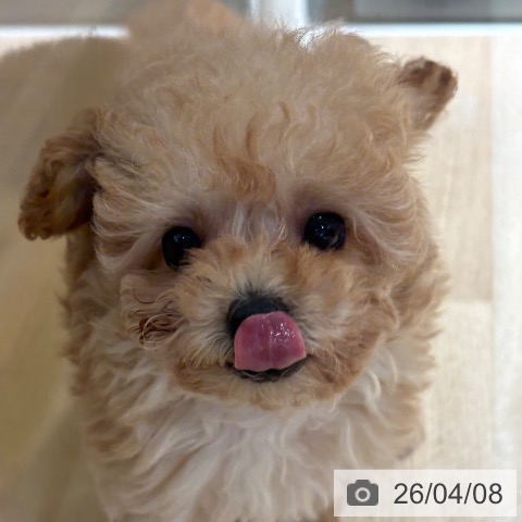 トイ・プードルの写真