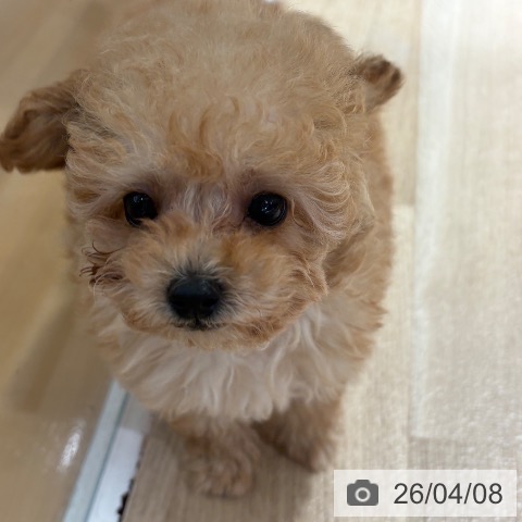 トイ・プードルの写真