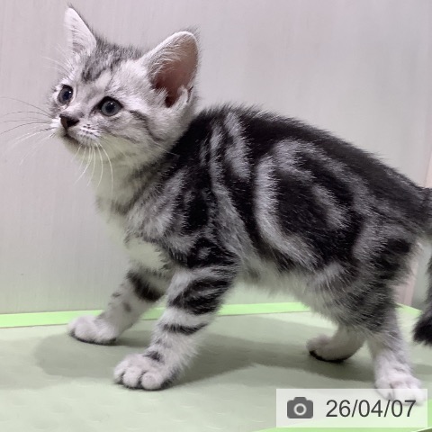 奈良県のアメリカンショートヘアー (ペットプラス 大和郡山店/2026年1月27日生まれ/女の子/シルバータビー)の子猫の4枚目の画像