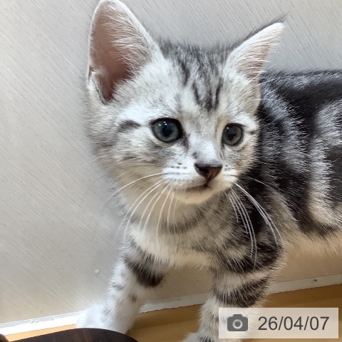 奈良県のアメリカンショートヘアー (ペットプラス 大和郡山店/2026年1月27日生まれ/女の子/シルバータビー)の子猫の3枚目の画像