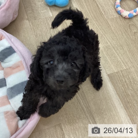 トイ・プードルの写真