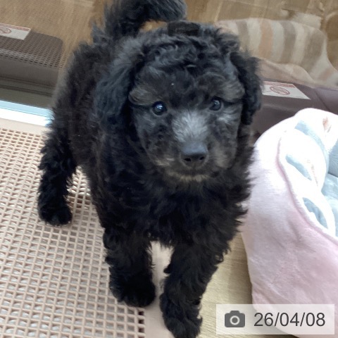 大阪府のトイプードル(トイ) (ペットプラス りんくう泉南店/2026年2月5日生まれ/男の子/シルバー)の子犬の4枚目の画像